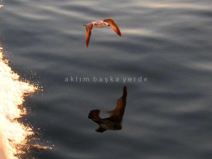 Büyükada Faunası